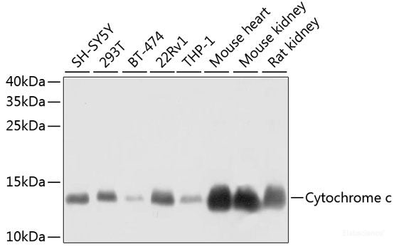 Immunofluorescence analysis of HeLa cells using DLGAP5 Polyclonal Antibody