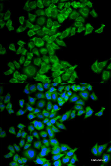 Immunofluorescence analysis of U2OS cells using NUTF2 Polyclonal Antibody