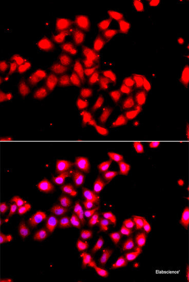 Immunohistochemistry of paraffin-embedded Mouse heart using CREB3 Polyclonal Antibody at dilution of 1:100 (40x lens).