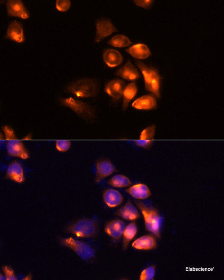 Immunofluorescence analysis of MCF7 cells using PANX1 Polyclonal Antibody