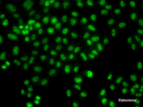 Immunofluorescence analysis of U2OS cells using MLST8 Polyclonal Antibody