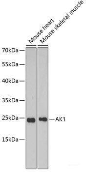Immunohistochemistry of paraffin-embedded Rat lung using TICAM1 Polyclonal Antibody at dilution of 1:100 (40x lens).