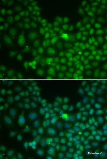 Western blot analysis of extracts of various cell lines using RPLP0 Polyclonal Antibody at dilution of 1:1000.