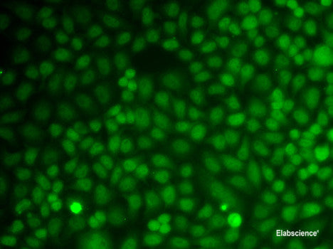 Western blot analysis of extracts of various cell lines using PROCR Polyclonal Antibody at dilution of 1:1000.