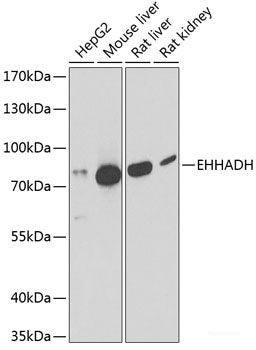 Immunofluorescence analysis of HeLa cells using C11orf30 Polyclonal Antibody
