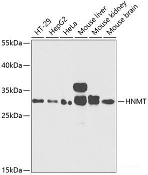 Western blot analysis of extracts of various cell lines using PIN1 Polyclonal Antibody at dilution of 1:1000.