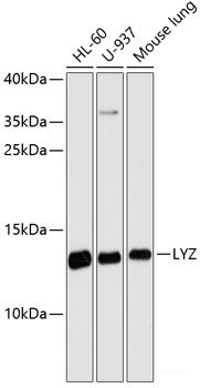 Immunofluorescence analysis of U2OS cells using PMS2 Polyclonal Antibody
