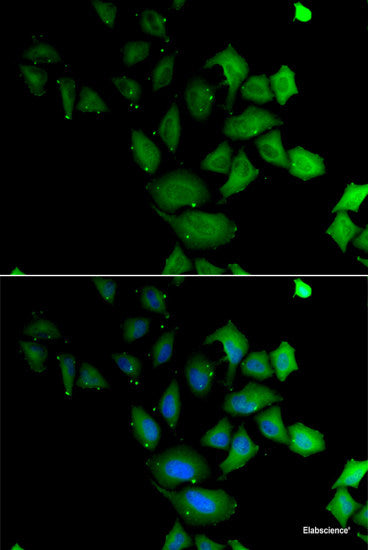 Western blot analysis of extracts of 293T cells using CEP27 Polyclonal Antibody at dilution of 1:3000.