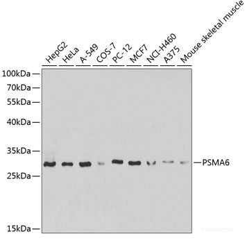 Western blot analysis of extracts of various cell lines using RPL7A Polyclonal Antibody at dilution of 1:3000.