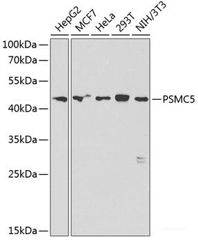 Western blot analysis of extracts of various cell lines using PIH1D1 Polyclonal Antibody at dilution of 1:3000.