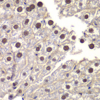 Immunofluorescence analysis of L929 cells using IDH3B Polyclonal Antibody at dilution of 1:100 (40x lens). Blue: DAPI for nuclear staining.