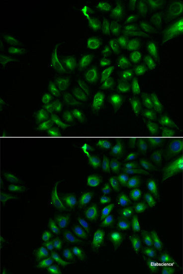 Western blot analysis of extracts of various cell lines using ZNF550 Polyclonal Antibody at dilution of 1:3000.