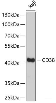 Western blot analysis of extracts of various cell lines using PMVK Polyclonal Antibody at dilution of 1:3000.