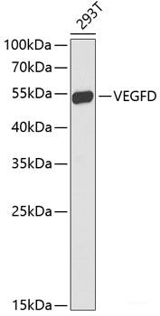 Western blot analysis of extracts of Rat ovary using DMKN Polyclonal Antibody at dilution of 1:3000.
