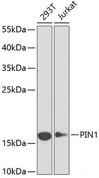 Western blot analysis of extracts of various cell lines using Aquaporin 4 Polyclonal Antibody at dilution of 1:1000.