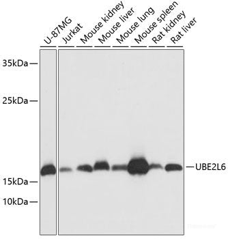 Western blot analysis of extracts of various cell lines using RBBP4 Polyclonal Antibody at dilution of 1:1000.