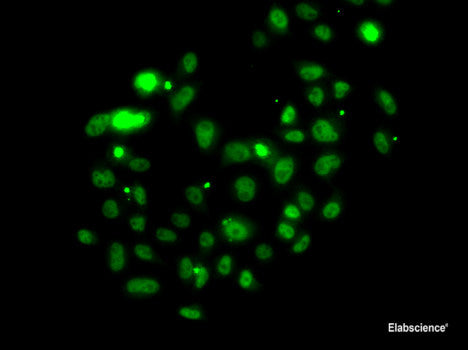 Immunohistochemistry of paraffin-embedded Rat liver using HUS1 Polyclonal Antibody at dilution of 1:100 (40x lens).