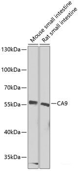 Western blot analysis of extracts of various cell lines using CBP80 Polyclonal Antibody at dilution of 1:1000.