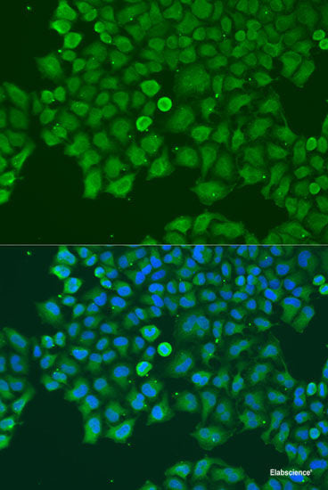 Immunofluorescence analysis of HeLa cells using AGA Polyclonal Antibody