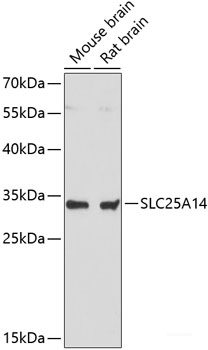 Western blot analysis of extracts of various cell lines using STOM Polyclonal Antibody at dilution of 1:1000.