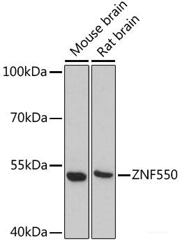 Western blot analysis of extracts of Mouse liver using HNF4A Polyclonal Antibody at dilution of 1:1000.