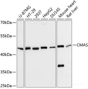 Western blot analysis of extracts of various cell lines using HOXA13 Polyclonal Antibody at dilution of 1:1000.