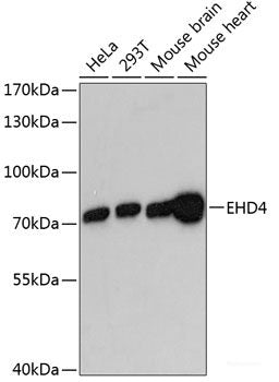 Immunofluorescence analysis of U2OS cells using KCNN3 Polyclonal Antibody