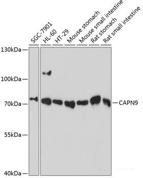 Western blot analysis of extracts of various cell lines using MRE11A Polyclonal Antibody at dilution of 1:1000.