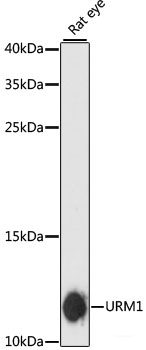 Immunofluorescence analysis of U2OS cells using PNP Polyclonal Antibody