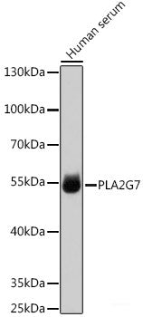 Western blot analysis of extracts of various cell lines using FBP2 Polyclonal Antibody at dilution of 1:1000.
