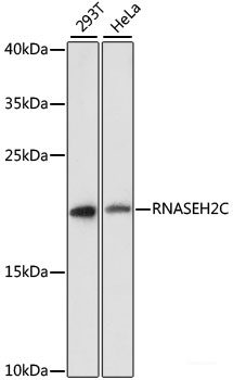 Immunofluorescence analysis of U2OS cells using STAU2 Polyclonal Antibody at dilution of 1:100. Blue: DAPI for nuclear staining.