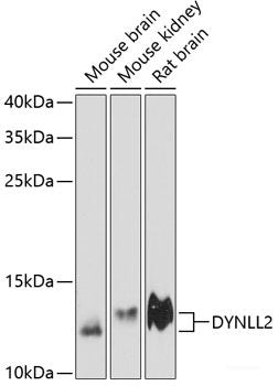 Western blot analysis of extracts of various cell lines using MRPL13 Polyclonal Antibody at dilution of 1:1000.