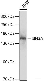 Immunofluorescence analysis of MCF-7 cells using METTL2A Polyclonal Antibody