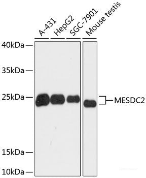 Western blot analysis of extracts of various cell lines using SLC6A4 Polyclonal Antibody at dilution of 1:1000.