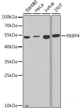 Western blot analysis of extracts of various cell lines using PRKCZ Polyclonal Antibody at dilution of 1:1000.