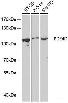 Immunofluorescence analysis of HeLa cells using HP Polyclonal Antibody