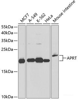Western blot analysis of extracts of various cell lines using OSBPL2 Polyclonal Antibody at dilution of 1:1000.