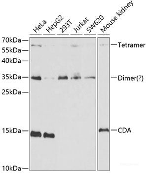 Western blot analysis of extracts of various cell lines using MKL1 Polyclonal Antibody at dilution of 1:1000.