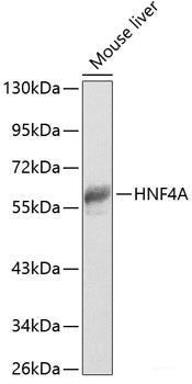 Immunofluorescence analysis of C6 cells using ADAM11 Polyclonal Antibody at dilution of 1:100. Blue: DAPI for nuclear staining.
