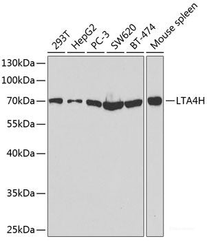 Western blot analysis of extracts of various cell lines using KIRREL Polyclonal Antibody at dilution of 1:1000.