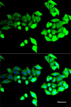 Immunofluorescence analysis of L929 cells using TMEM25 Polyclonal Antibody at dilution of 1:100. Blue: DAPI for nuclear staining.