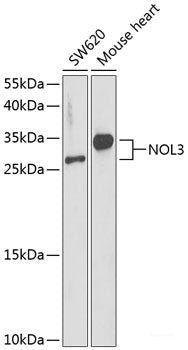 Immunohistochemistry of paraffin-embedded Rat ovary using LRP1 Polyclonal Antibody at dilution of 1:100 (40x lens).