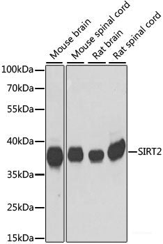 Western blot analysis of extracts of various cell lines using MRPL2 Polyclonal Antibody at dilution of 1:1000.