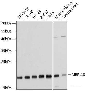 Western blot analysis of extracts of various cell lines using PSD2 Polyclonal Antibody at dilution of 1:1000.