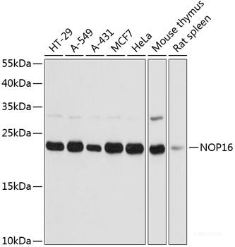 Western blot analysis of extracts of various cell lines using MCEE Polyclonal Antibody at dilution of 1:1000.