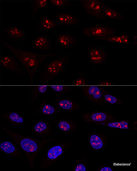 Immunohistochemistry of paraffin-embedded Mouse testis using CCDC124 Polyclonal Antibody at dilution of 1:100 (40x lens).