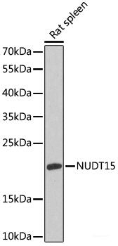 Immunohistochemistry of paraffin-embedded Mouse kidney using ZNF597 Polyclonal Antibody at dilution of 1:100 (40x lens).