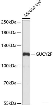 Western blot analysis of extracts of Rat liver using SLC47A1 Polyclonal Antibody at dilution of 1:1000.