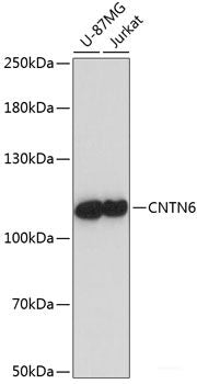Western blot analysis of extracts of various cell lines using FBXL12 Polyclonal Antibody at dilution of 1:1000.