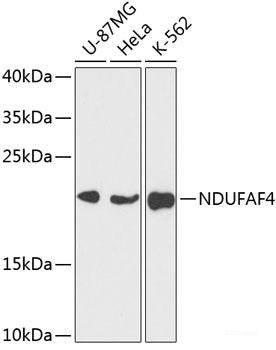 Immunohistochemistry of paraffin-embedded Rat brain using CDH18 Polyclonal Antibody at dilution of 1:100 (40x lens).